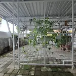 Ruvi Kost